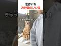 世界一お行儀のいい猫