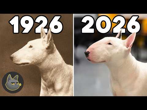 10 Razas De Perro Que Los Humanos Arruinamos Para Siempre