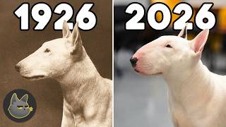 10 Razas De Perro Que Los Humanos Arruinamos Para Siempre