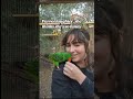 Parrot giggling 😂 #birds #parrot #parrottalking