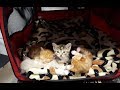 出かけた先で心ない人に捕まり、帰れなかった母猫。半身不随になりながらも、必死で愛する我が子の元へ・・・【nekoの部屋】