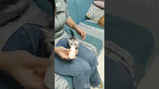 Cute Kitten Lovely Kitten