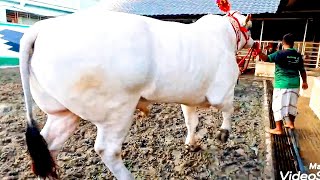 Chianina bull | Biggest cattle breed in the world