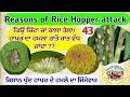 Reasons behind rapid increase in numbers of Rice plant hopper (ਕਾਲਾ ਤੇਲਾ ਰਾਤੋ ਰਾਤ ਕਿਵੇਂ ਵਧ ਜਾਂਦਾ ਹੈ)