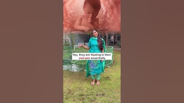 What is Amniotic fluid made from ?