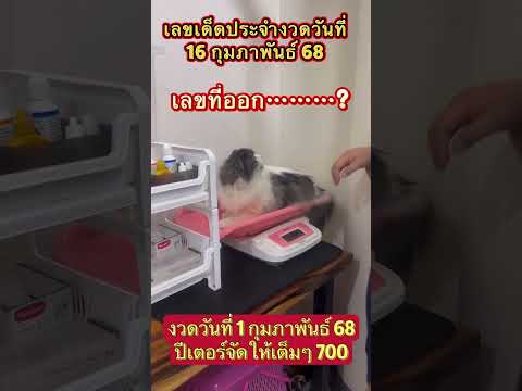 0:11 0:11 Now playing, #เลขเด็ด #เลขดัง #เลขเด็ดประจำงวดนี้ #เลขเด็ดงวดนี้ #เลขเด็ดแม่นๆ #ถูกทุกงวด #หวย #สลากกินแบ่งรัฐบาล