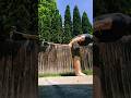 12lb Sledgehammer Deadlift Hold PR #yt #grip #armwrestling #outdoorworkout #armwrestle #workout
