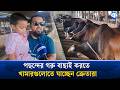 গাইবান্ধার কোরবানির হাটে ভিড় কম, তবে খামারে চলছে আগাম কেনাবেচা | Gaibandha Gorur Hat | Qurbani Eid