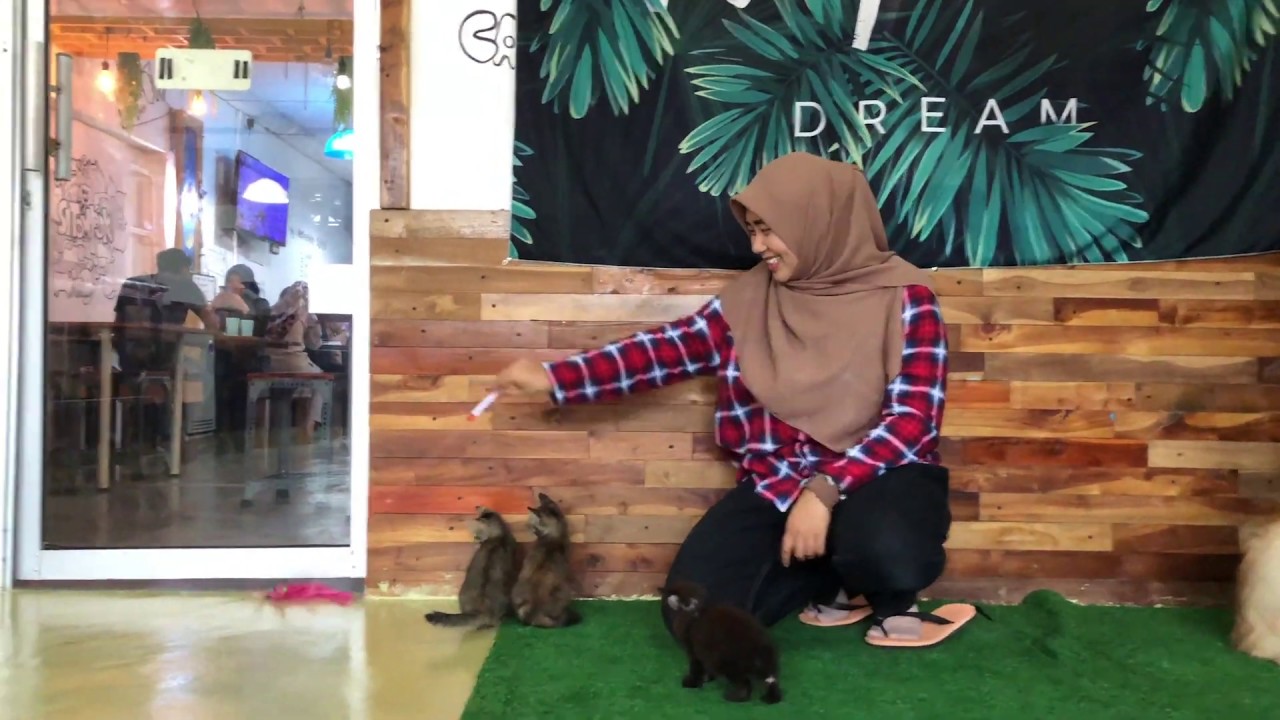 Caturday At Si Tompok Cafe Bangi Warning Extreme Cat Titude Youtube