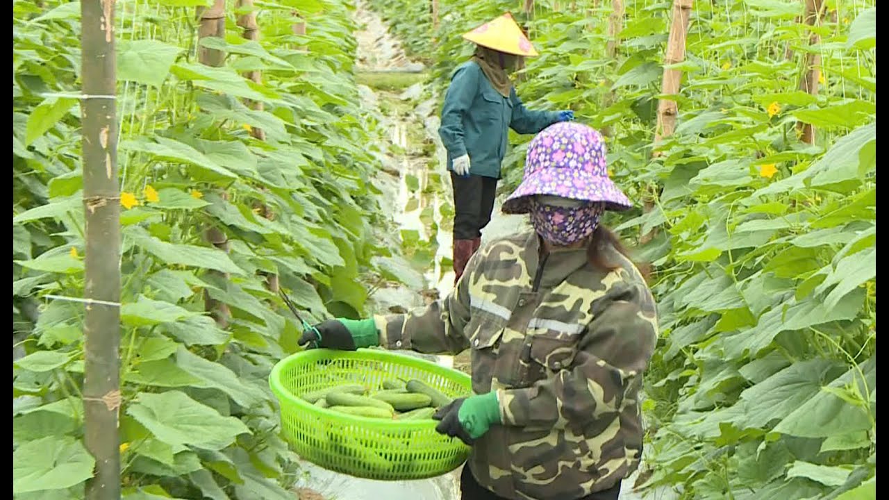 KỸ THUẬT CANH TÁC DƯA CHUỘT HIỆU QUẢ