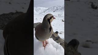 Partridge Standing on Snowy Rock
