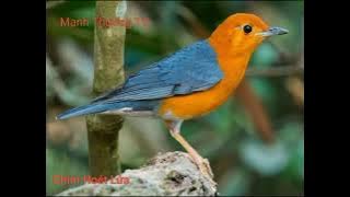 Tiếng Chim Hoét Lửa Gọi Bầy 2025