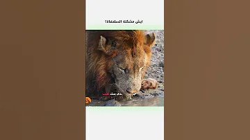 ايش مشكلة السلحفاة دبلجة مضحكة اكسبلور السعودية دوبلاج My Kingo Shorts 