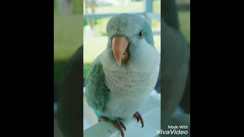 Quaker Parrot talking "Thank You"