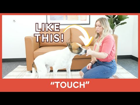 Teach Your Dog "TOUCH" [Video 4/14]