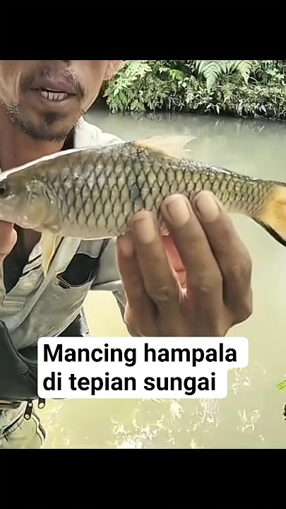 MANCING IKAN HAMAPAL GANAS DI TEPIAN SUNGAI #gerakmancing