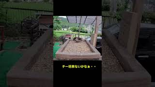 観察カメラの場所を変えてみた　　#スズメ #癒し #かわいい