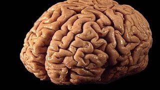 أطعمة لتنشيط خلايا الذاكرة في المخ