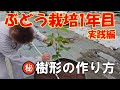 ぶどう1年目の育て方_実践編B。上に伸びて来た枝を左右に分けて、一文字樹形を作っていく手法を解説。根域制限でリザマートを栽培。シャインマスカット・ナガノパープル他テクニックは共通です。