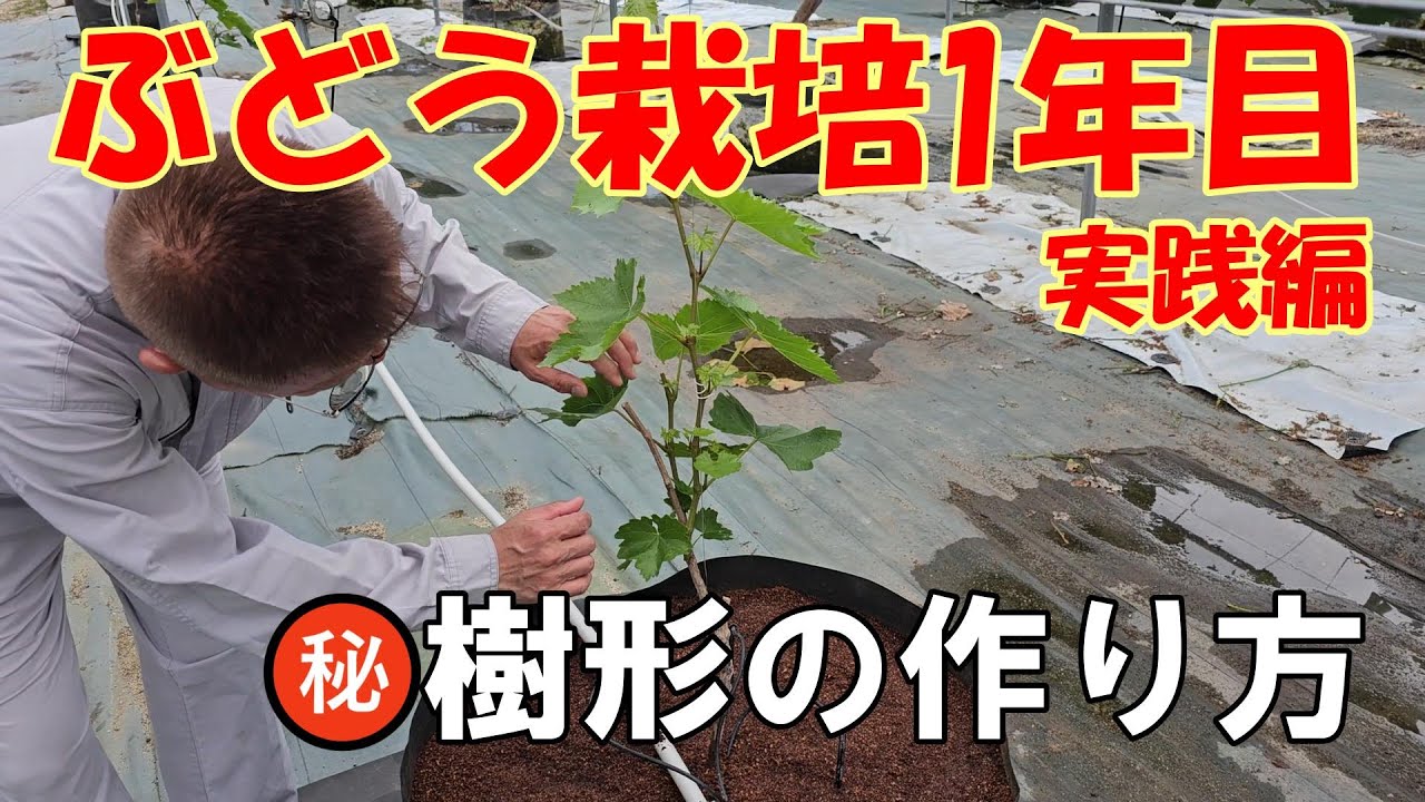 ぶどう1年目の育て方_実践編B。上に伸びて来た枝を左右に分けて、一文字樹形を作っていく手法を解説。根域制限でリザマートを栽培。シャインマスカット・ナガノパープル他テクニックは共通です。