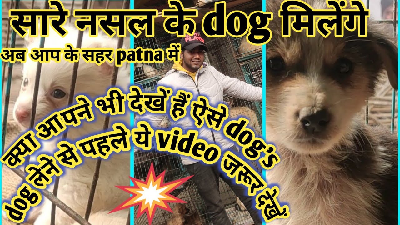 bird-market-in-patna-cheapest-dog-shop-in-patna-labra-dog-only