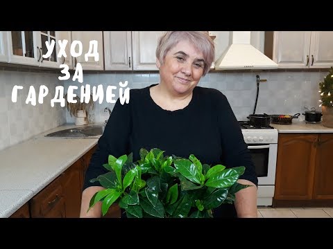 ГАРДЕНИЯ. Мои цветы. Мой опыт.