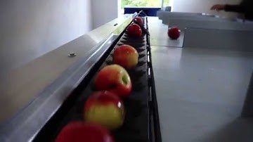Unitec processing and sorting monoline for Apples
