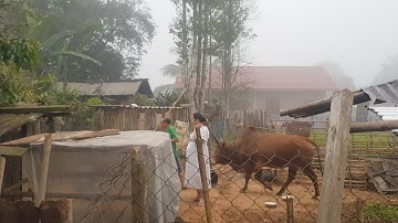 tag kis no me yeeb laim wb mus pub qaib pub npuas tsai