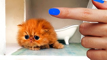 The SMALLEST  KITTEN found it