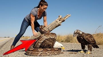 Animal Rescue: Brave Eagle Saved from a Giant Python Attack