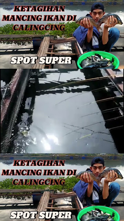 MANCING AMBYAR DAPAT NYA MERAH DELIMA  #mancing #shorts