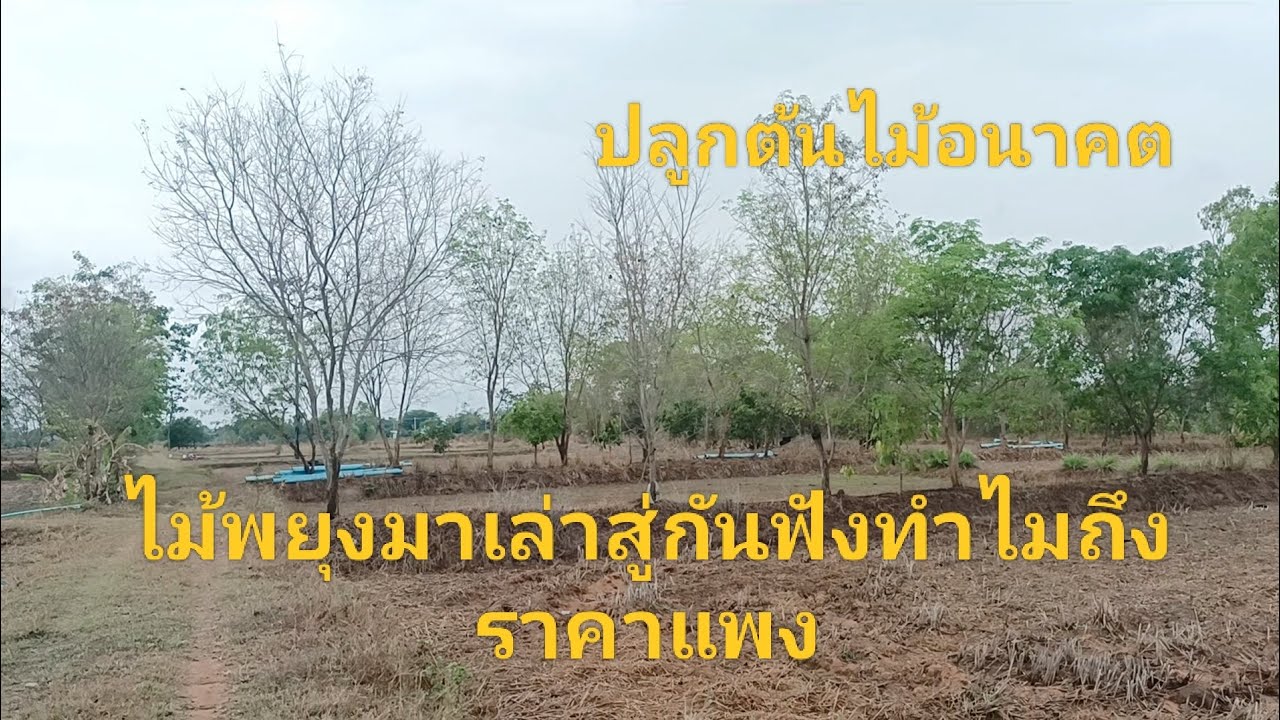 เล่าเรื่องไม้พยุงทำไมราคาแพง พยุงปลูกตามคัน2เมตร หน้าแล้งไม้พยุงเริ่มแตกยอดงาม