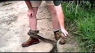 Python Wraps Itself Around Rob The Ranger's Leg