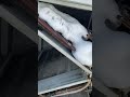 Package Ac fully ice #hvac #carrier #technology #cool #how #airconditioner