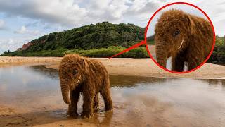 They Thought It Was Extinct For 50.000 Years — Until Trail Cams Caught It in Brazil