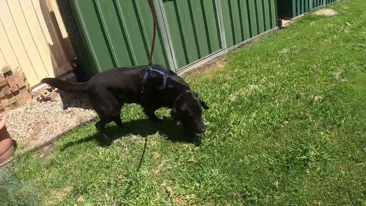 08 November 2025 Archie Ultimate prep session 1