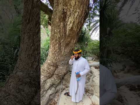 شجرة الصومل اللي يستخرج منها الشوب او القطران