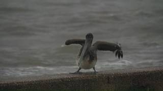 Tropical Storm Edouard comes ashore, bringing flood threat to Deep East Texas