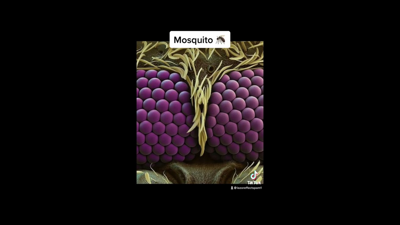 Things That Look Scary Under A Microscope Shorts