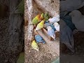 ❤️ Lovebird Aviary 06 #lovebirds