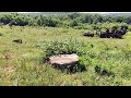 Видео 40 - Поиск дольменов в заброшенном посёлке (Махошеполяна)