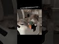 きょうのさくら家🐾うにとらとろちゃんです #1