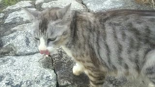 漁港付近で見掛けた野良猫のパトロールに着いていってみました。