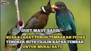 Koplikasi Masteran Jahat Murai Batu full Tembakan Pedas Istimewa Perusak Mental lawan | MATA ANGIN