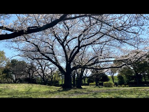 Amazing and Beautiful Flowers | Sakura/ Cherry Blossoms 🌸 in Tokyo Japan