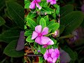 Botanist Love💜 #catharanthus #purple #flowers #morning #nature #new #botanist #botanyneet #exam