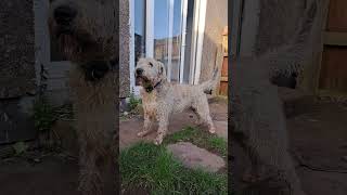 Long Haired English Bull Terrier