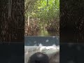 Pitchavaram Mangrove forest #vaccation #mangrove_forest #nature #Green #experience