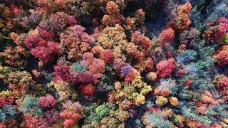 Famous Celebrate Fall Foliage Wealth