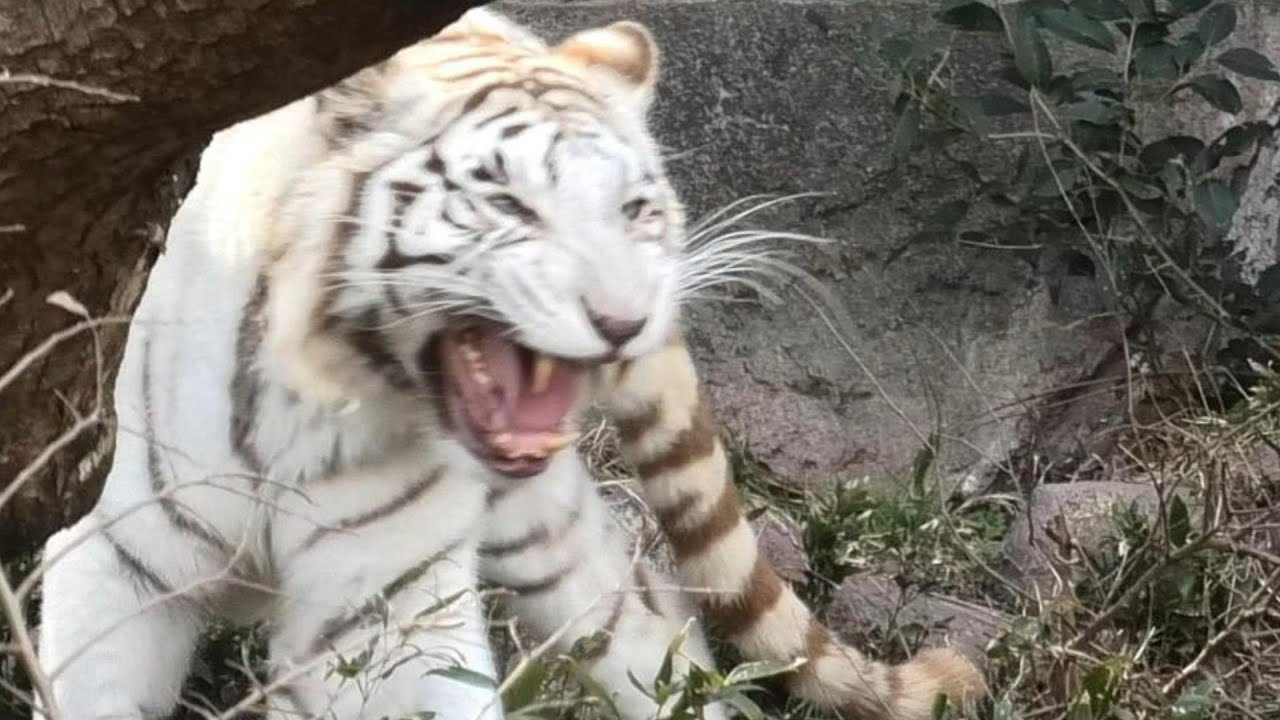 吠えるホワイトタイガーのソソノ とべ動物園にて Youtube